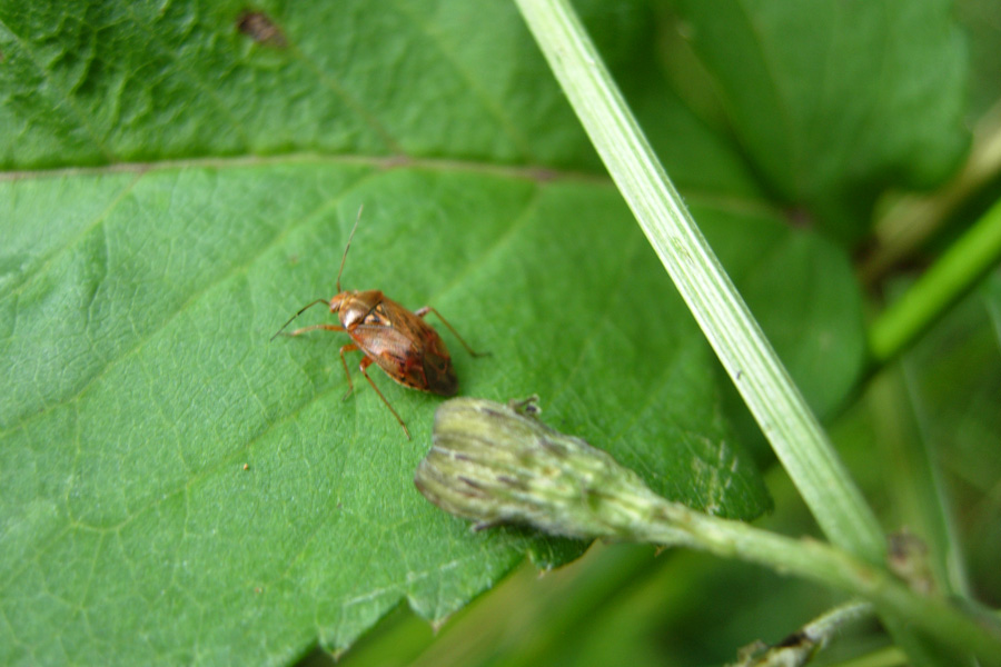 Miridae: il genere Lygus